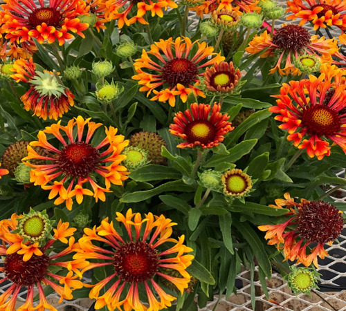 red gaillardia3.jpg