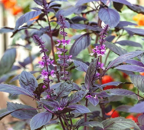pink basil3.jpg