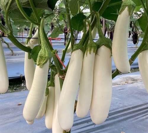 white eggplant2.jpg