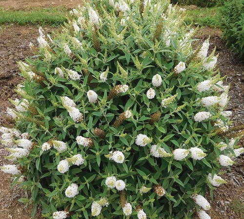 white buddleia 3.jpg