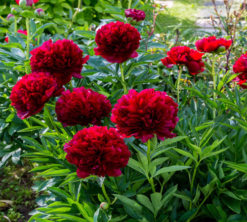 Red Peony2.jpg