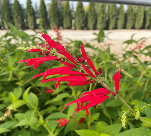 red salvia3.jpg