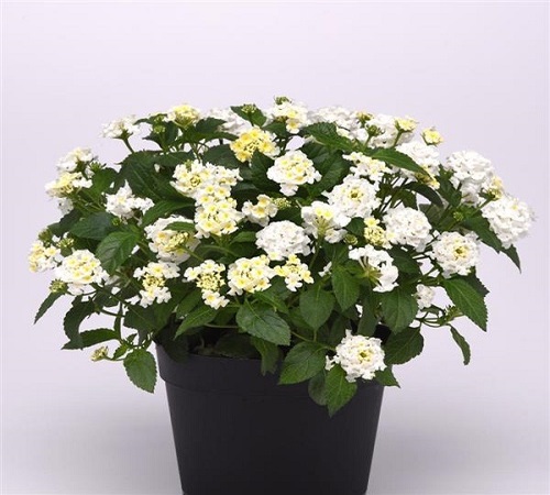 white lantana3.jpg