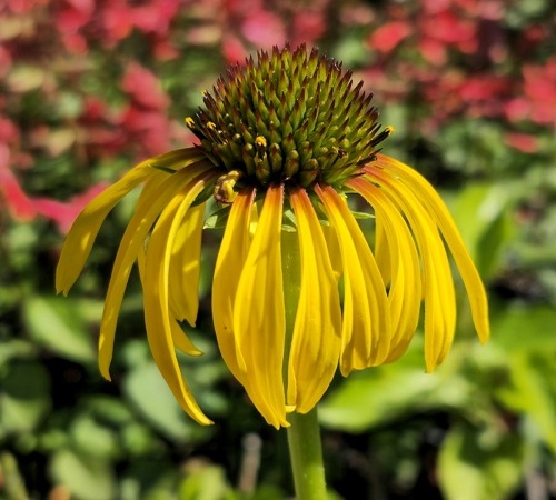 yellow echinacea3.jpg