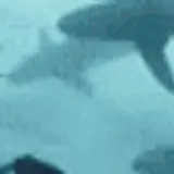 tumblr 5617a52c88c6a577d73d059beddf25aa b21e5280 400.webp