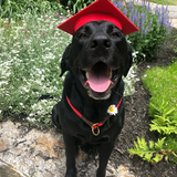 obi graduation.png