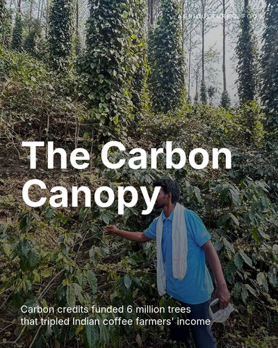 the carbon canopy.jpg
