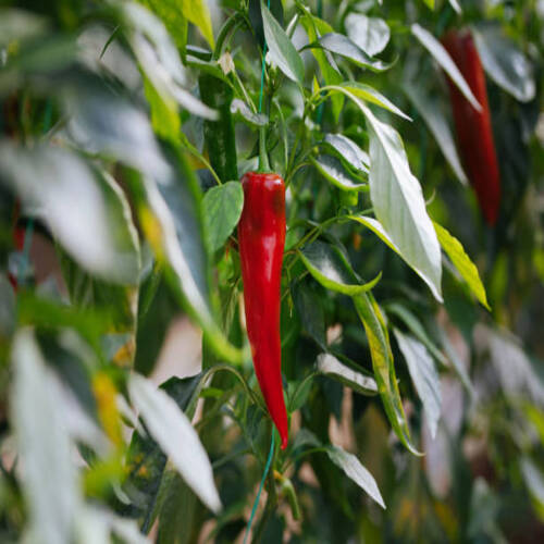Bell pepper on the tree ready to be sold and eaten.jpg