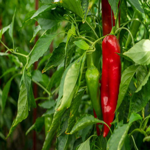 Organic Red chili peppers and green chilli in vegetable greenhouse.jpg