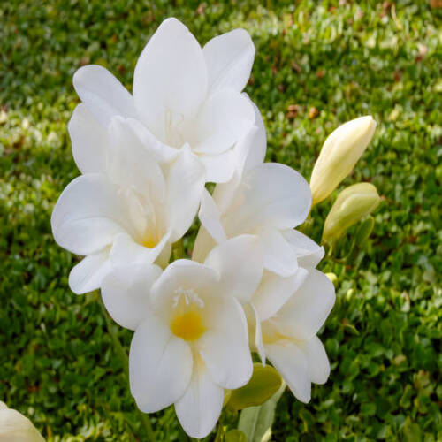 Close-up of delicate white freesia flowers, showcasing their elegant beauty and subtle fragrance in .jpg