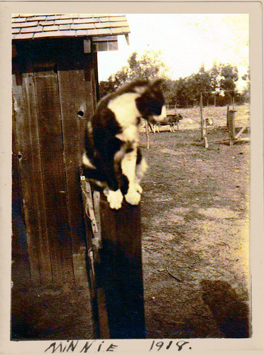 Minnie the Cat