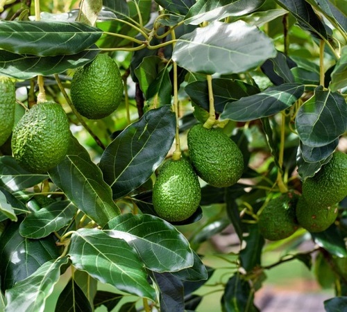 avocado tree1.jpg