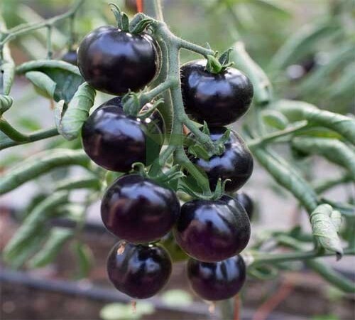 black tomato 2.jpg