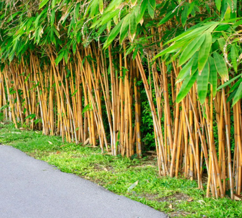 bamboo tree1.jpg