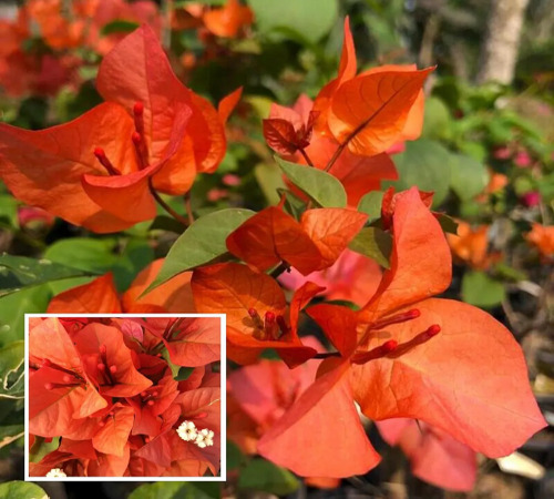 orange bougainvillea.jpg