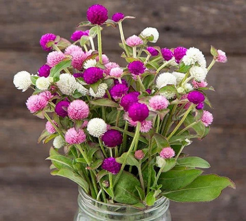 gomphrena1.jpg