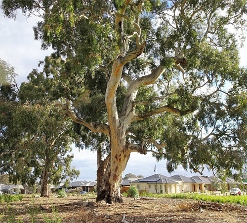 Eucalyptus1.jpg