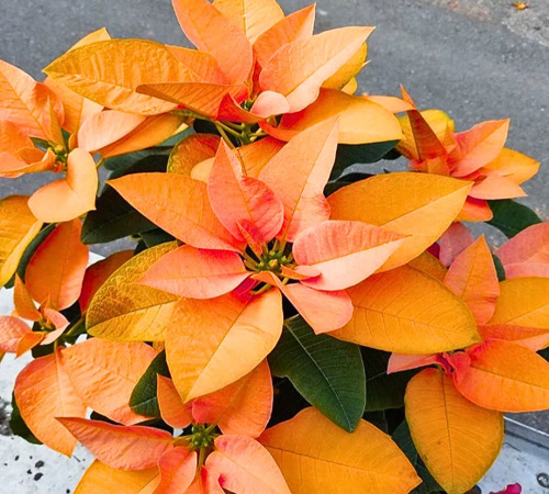 Poinsettia 1.jpg