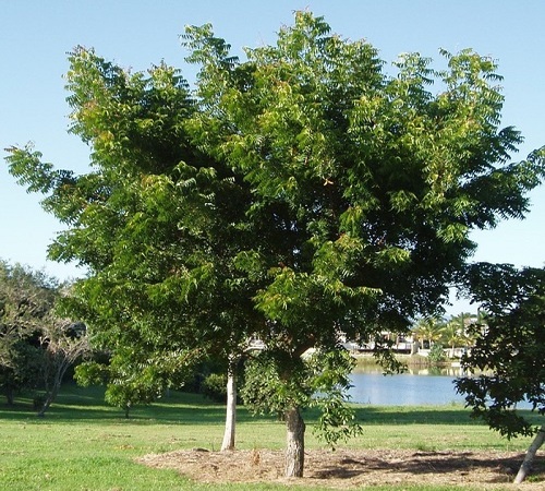 neem tree2.jpg