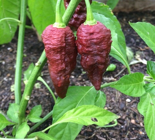 hot pepper 3.jpg