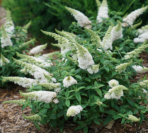 white buddleia 2.jpg