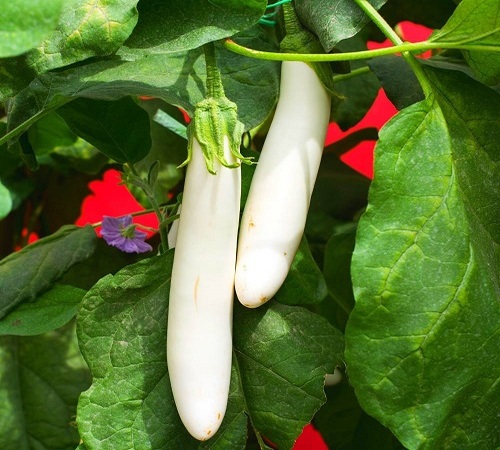 white eggplant1.jpg