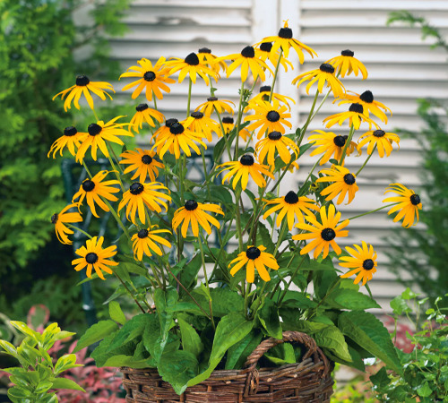rudbeckia 1.jpg
