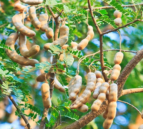 Tamarind1.jpg