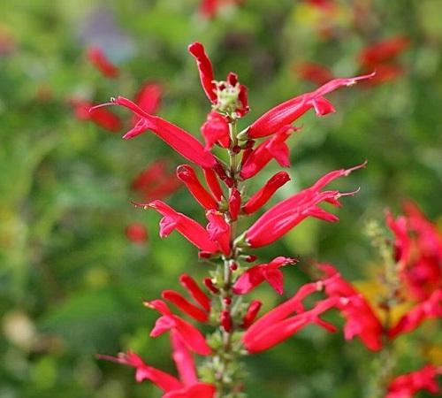 red salvia2.jpg