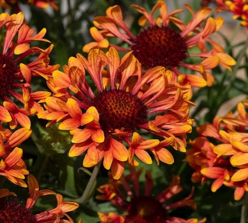 red gaillardia1.jpg