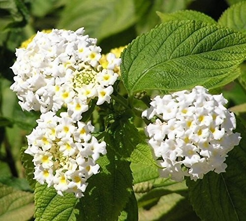white lantana1.jpg