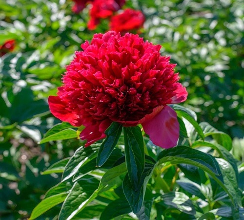 Red Peony1.jpg