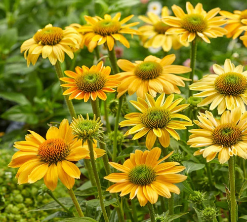 yellow echinacea2.jpg