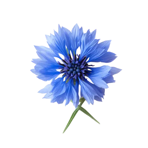 vibrant blue cornflower blooms stand out beautifully against a crisp transparent background medicina.webp