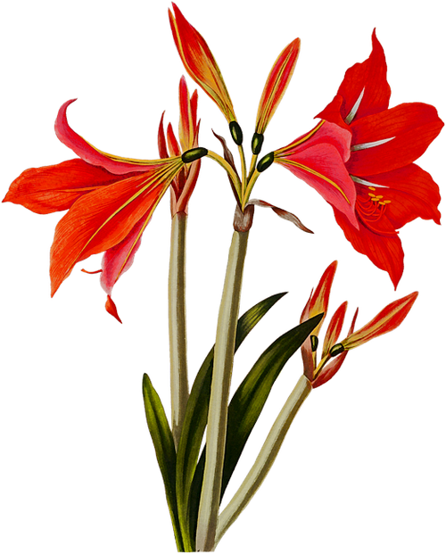 element 001ef (18).png