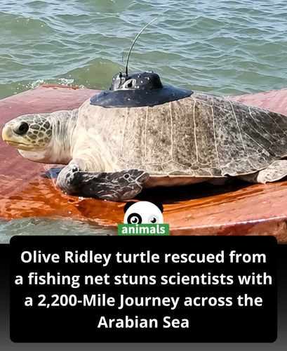 678. She was found injured… trapped in a fishing net off Maharashtra’s Dahanu coast..png