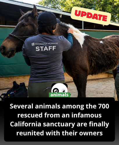 676. Several animals among 700+ rescued from Villa Chardonnay reunited with previous owners.png