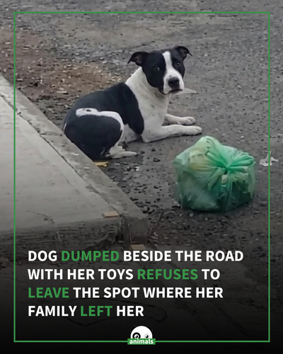 673. She kept waiting for them to come back…This dog was abandoned with all her belongings beside he.png