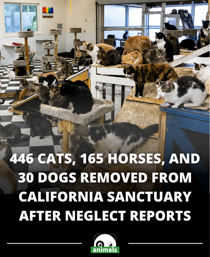 676. 446 cats, about 165 horses, 30 dogs, other animals removed from Julian property.png