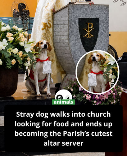 675. A stray dog wandered into a church in Brazil looking for food and ended up finding a home with .png