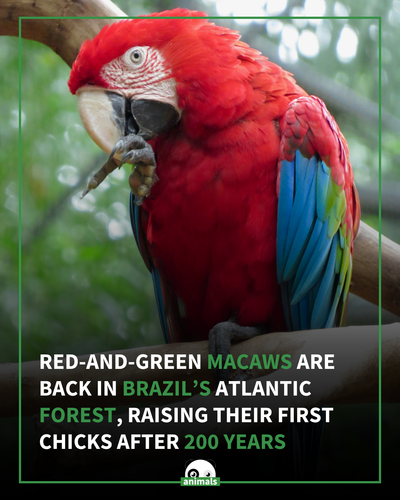 674. Red and Green Macaws Return to Brazilian Forest After 200 Year Absence.png