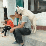 zhzzhz.gif