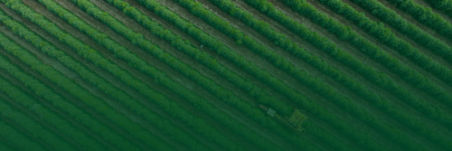 Agro AI (1).png