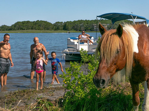 pontoon family pony assateague.jpg