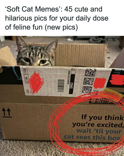 funny cute pics soft cat memes part 2.jpg