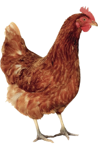 chocadeira nova hotsite. galinha.png