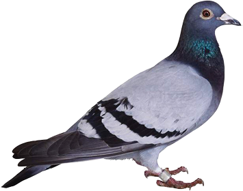 chocadeira nova hotsite pombo.png