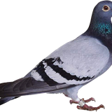 chocadeira nova hotsite pombo