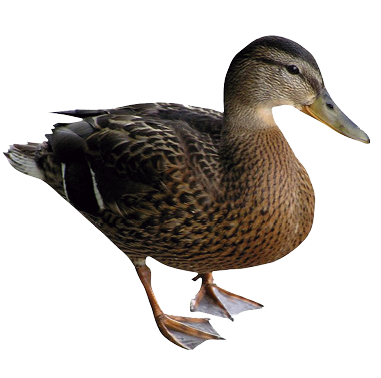 chocadeira nova hotsite pato.png