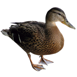 chocadeira nova hotsite pato